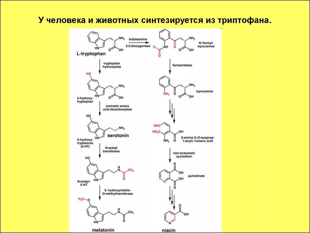 В животном организме из триптофана синтезируется. Из триптофана синтезируется витамин. Синтез витамина ПП из триптофана. Синтез витамина в5 из триптофана.