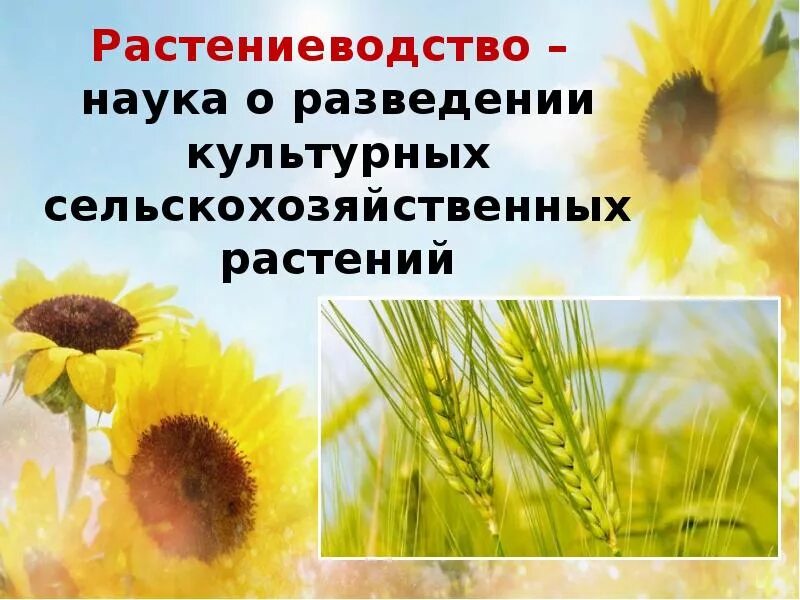 Растениеводство как наука. Растениеводство в нашем крае. растениеводство презентация. проект по окружающему миру растениеводство. полеводство в нашем крае.