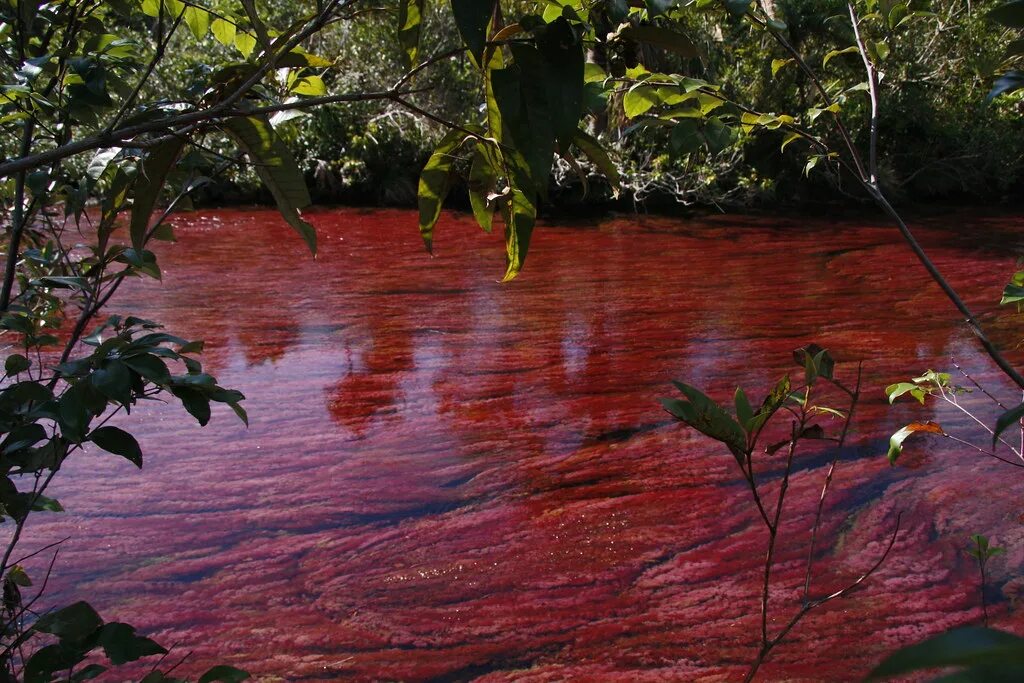 Река Каньо-Кристалес Колумбия. Садр Сити кровавое озеро. Красный водоем.