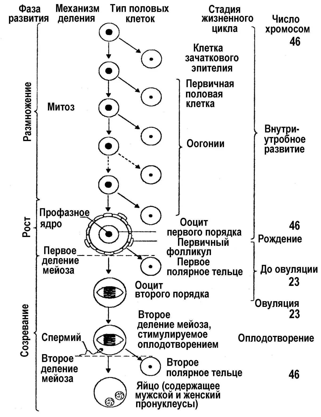 Процесс развития и формирования половых клеток. Фазы овогенеза схема. схема овогенеза фазы развития женских половых клеток. овогенез схема стадии. этапы овогенеза схема.