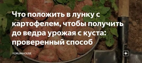 Посадка картофеля в лунку добавить. Удобрения для картошки чтобы с одного куста ведро картошки. удобрения для картофеля при посадке в лунку весной. в лунку с картофелем положить перья.