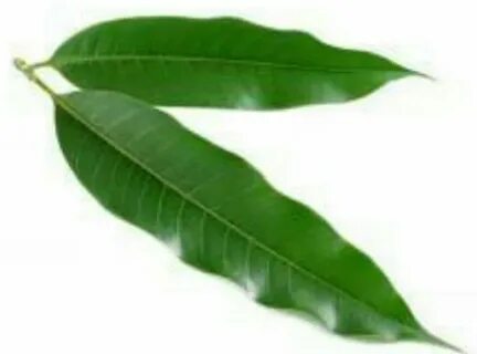 Picks leaves