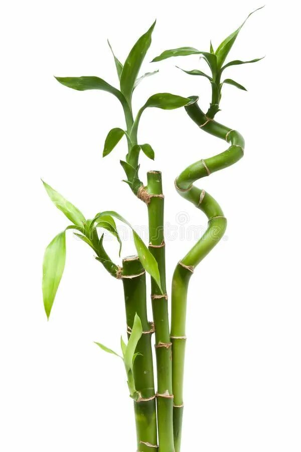Семейство растения бамбук. Dracaena sanderiana. драцена сандериана бамбук. драцена сандериана (dracaena sanderiana). драцена сандера отросток.