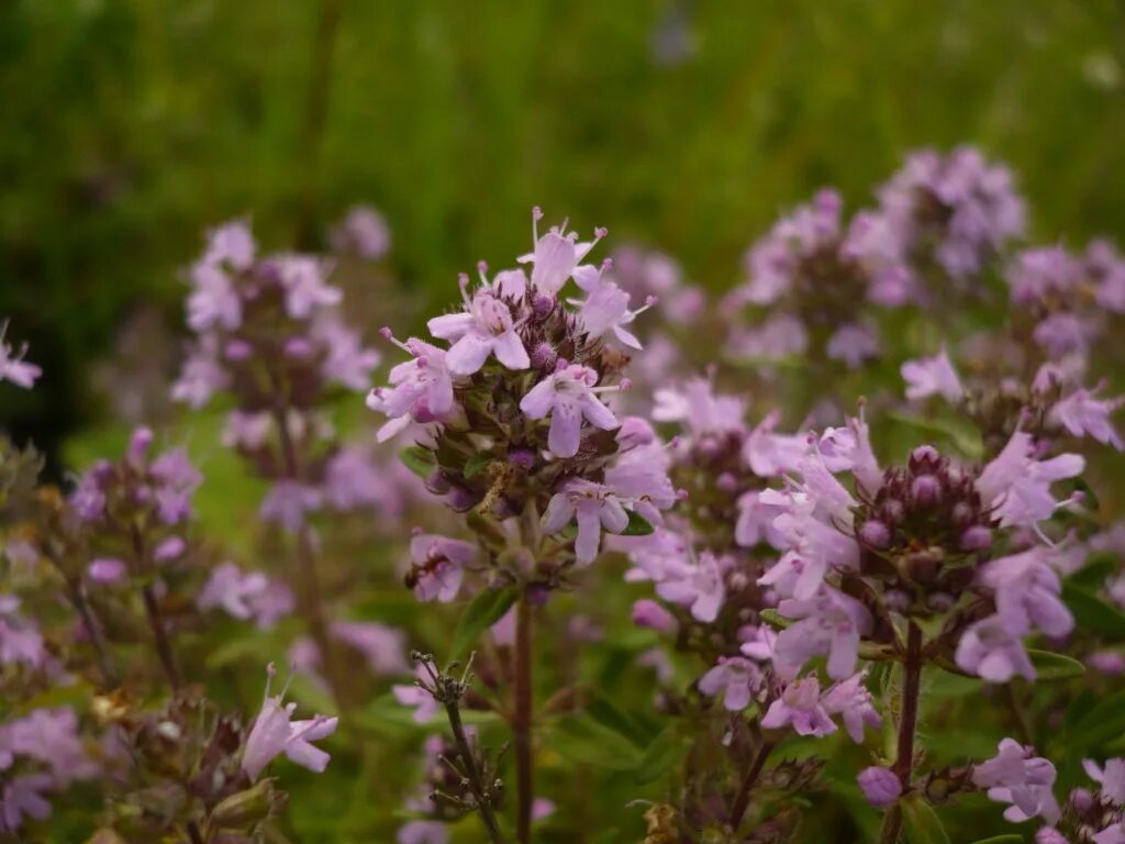 Чабрец какое. Тимьян Thymus vulgaris. Тимьян, чабрец (Thymus). Тимьян обыкновенный (ползучий). Тимьян обыкновенный Thymus.