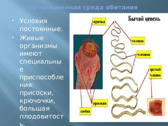 Организмы организменной среды обитания. Обитатели организменной среды. Организменная среда примеры. Обитатели организменной среды жизни. Организменная среда 5 класс биология.
