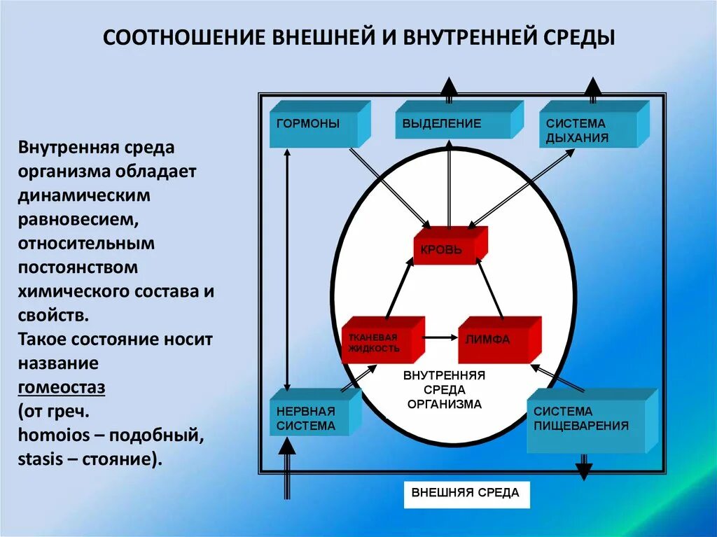 Внешняя и внутренняя среда организма. Факторы внутренней среды организма. Внешняя и внутренняя среда человека. Характеристика внутренней среды организма. Находится в изменяющейся среде