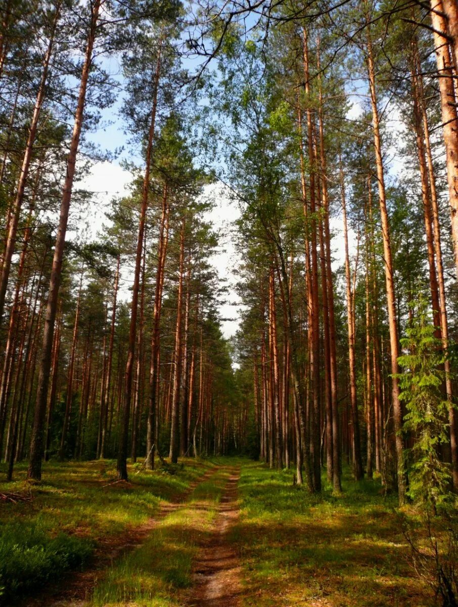 Бузулукский бор оренбургская область. Сосновый бор курганская область. Серебряный бор ярославль. Сосновый бор барнаул лес. Сосновый лес балашовский район.