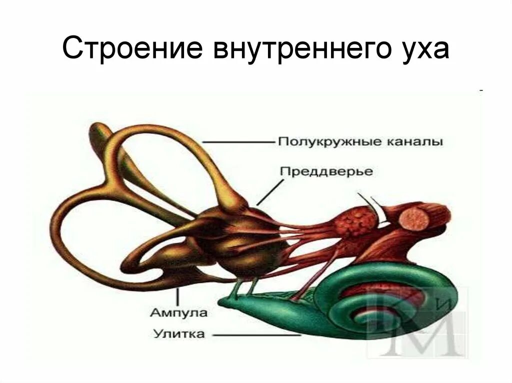 Внутреннее ухо строение анатомия. Строение внутреннего уха человека. Части улитки уха. Строение внутреннего уха человека анатомия. Внутреннее ухо особенности