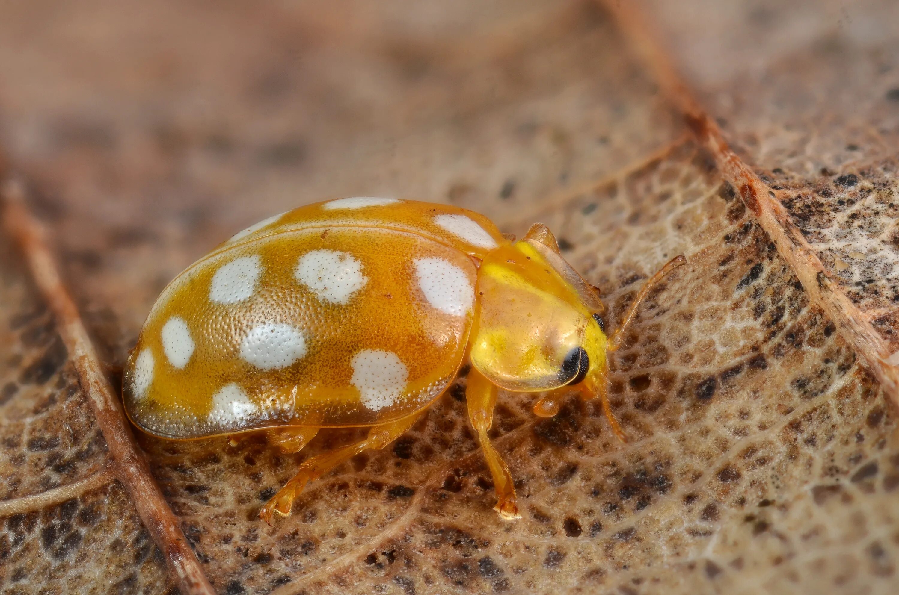 Золотая коровка. Божья коровка Halyzia sedecimguttata. Halyzia. Halyzia sedecemguttata. Динокампус.