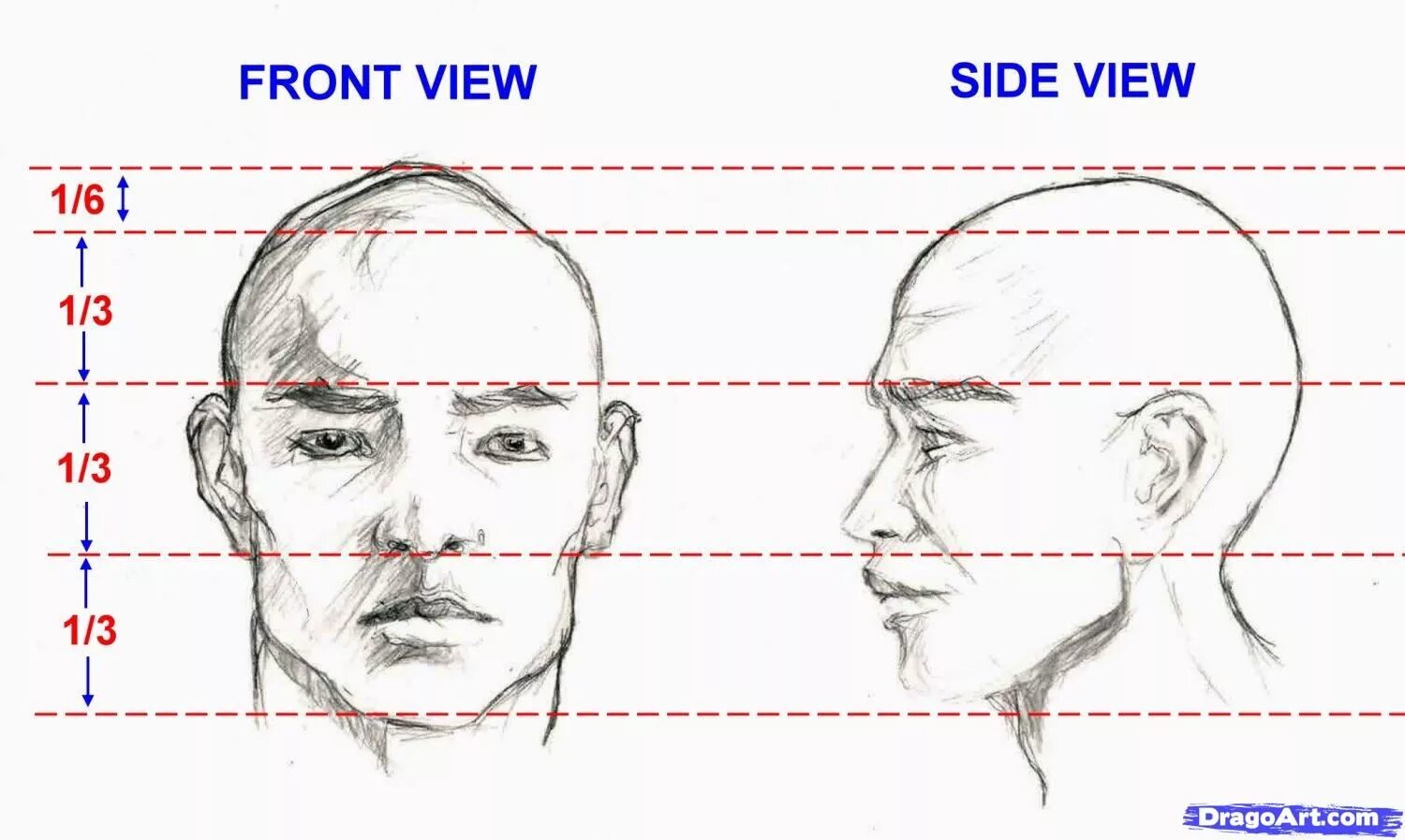 Пропорции лица человека профиль и анфас. Пропорции лица. Пропорции лица человека для рисования. Пропорции лица анфас и профиль. Рассматривая два снимка или портрета одного человека