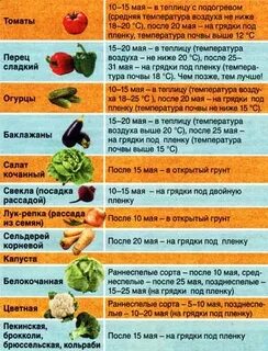 Что садить после тыквы