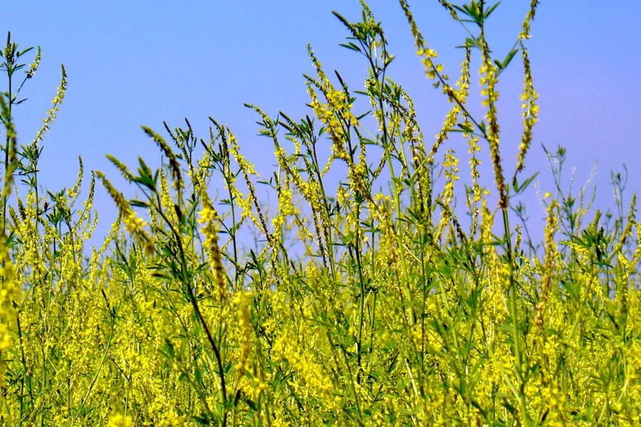 донник трава. доник. донник melilotus officinalis. донник трава. донник лекарственный.
