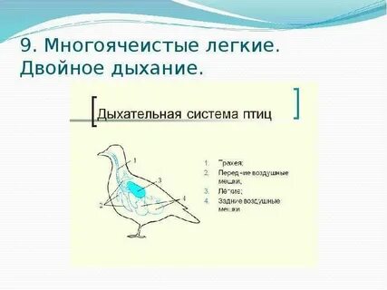 Класс птицы общая характеристика