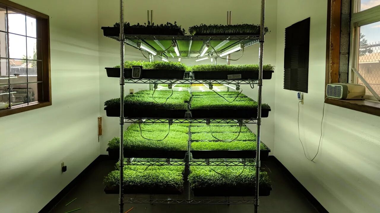 Сити ферма микрозелени. Micro Green микрозелень. Микро ферма микрозелени. Плантация микрозелени.