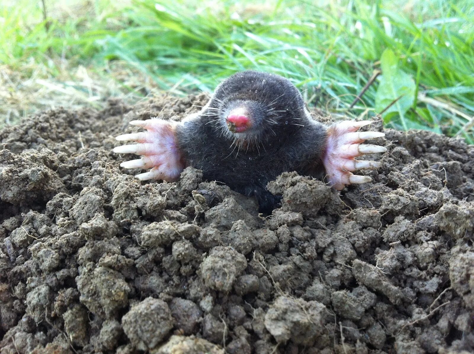 звук крота. звук крота. шерсть крота. красивый крот. крот-эндемик могера.