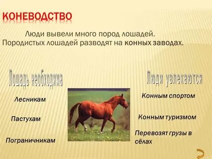Характеристика внешнего строения лошадей