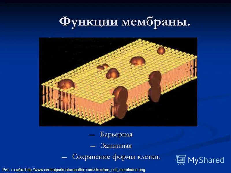 барьерная функция биологической мембраны. барьерная функция биологической мембраны. нарушение барьерной функции мембраны. какая функция у клеточной мембраны. функции компонентов мембраны.