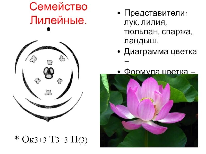 Формула цветка семейства Лилейные. Семейство Лилейные диаграмма цветка. Формула и диаграмма цветка лилейных. Семейство Лилейные схема цветка. Формула о3 3т3 3п1