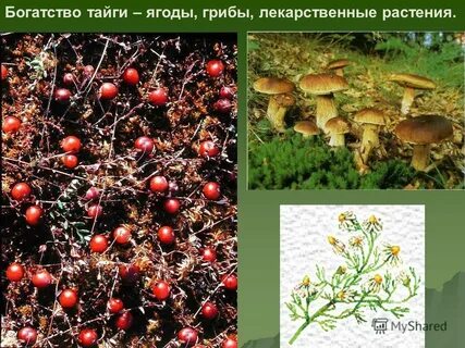 Богатство тайги