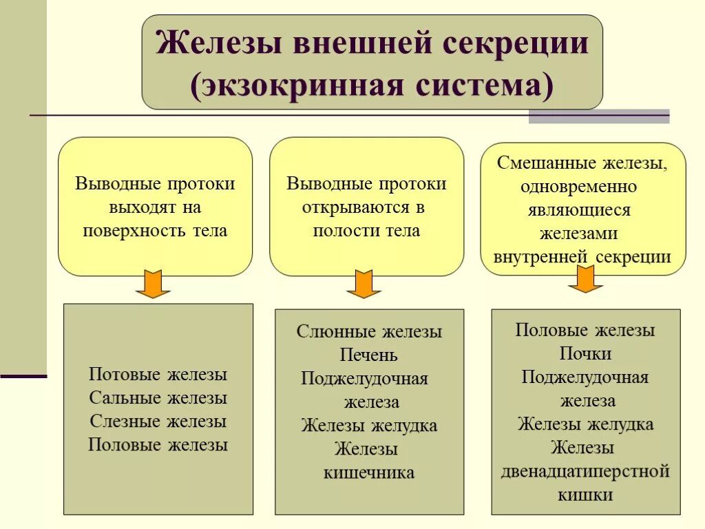 Железы внешней внутренней и смешанной секреции. Железы внешней секреции 8 класс биология. Эндокринная система внешней секреции. Характеристика желез внешней секреции. Какие железы являются смешанной секреции