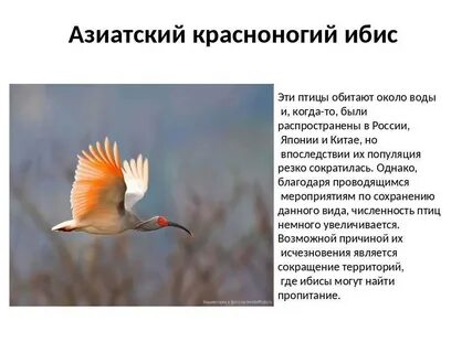 Сколько птиц насчитывает колония ибисов