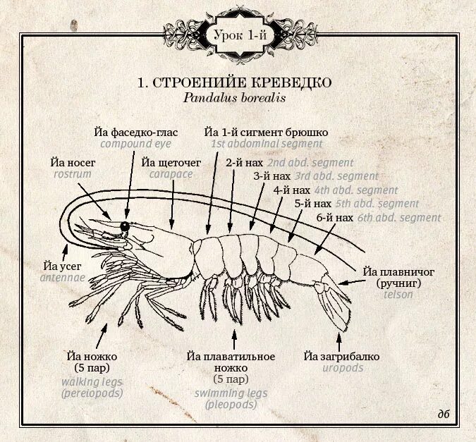 Креведко. Внутреннее строение креветки. Внешнее строение креветки. Креветка строение биология. Креветки ракообразные строение.