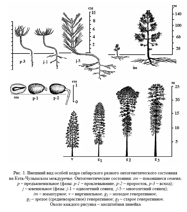Рост хвойных. Схема онтогенеза сосны обыкновенной. Схема посадки хвойных кедр. Схема посева сосны кедровой сибирской. Диаметр кроны кедра Сибирского.