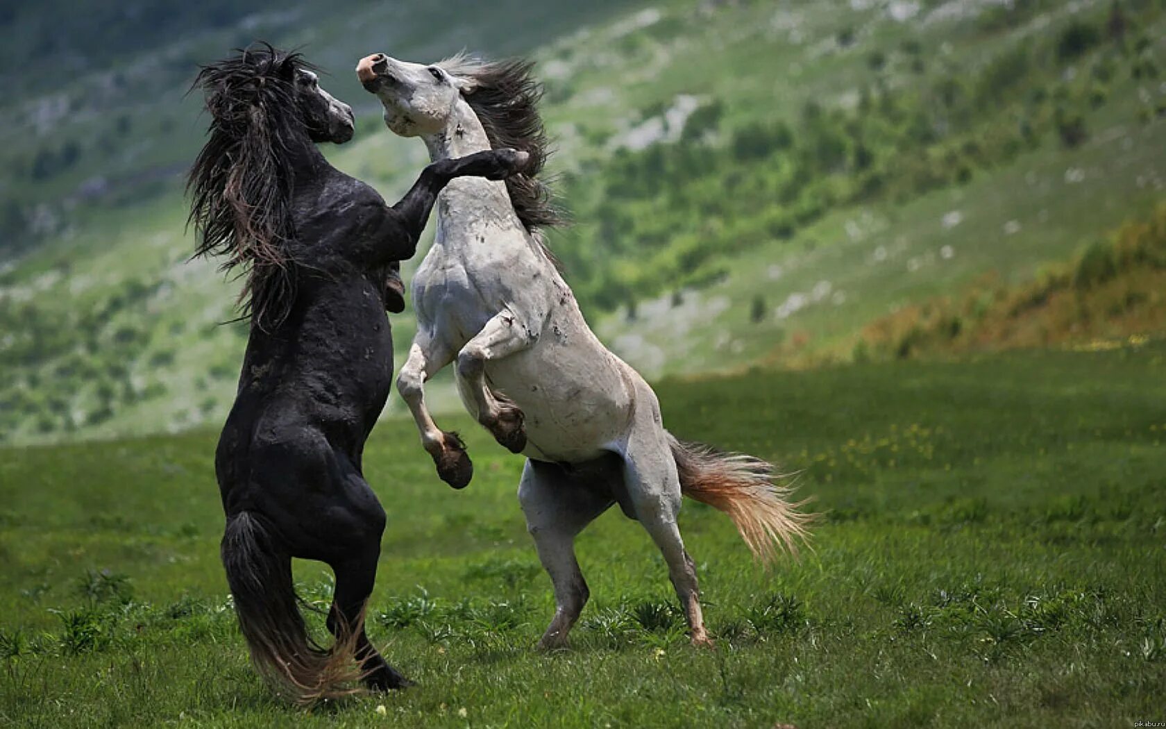 Лошадь на дыбах. Две лошади. Дикие кони. Мустанг конь. Двое лошадей встревоженно подняли головы от травы