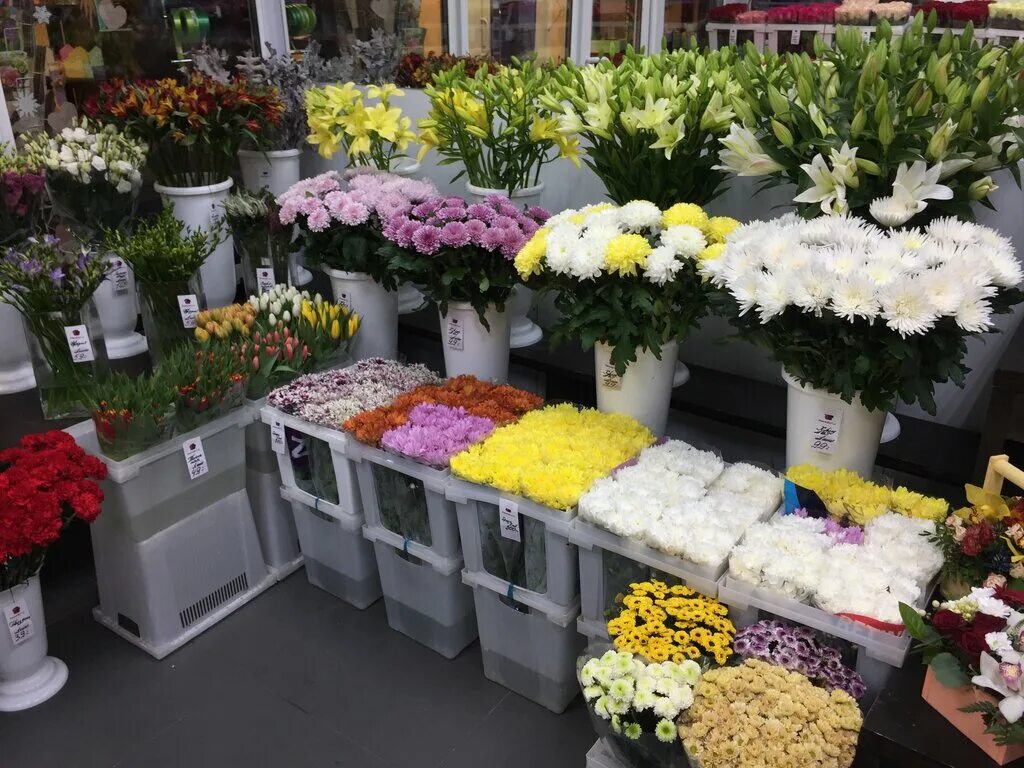 Мегацвет24. База цветов мегацвет Одинцово. Мегацвет Малаховка. База цветов 24