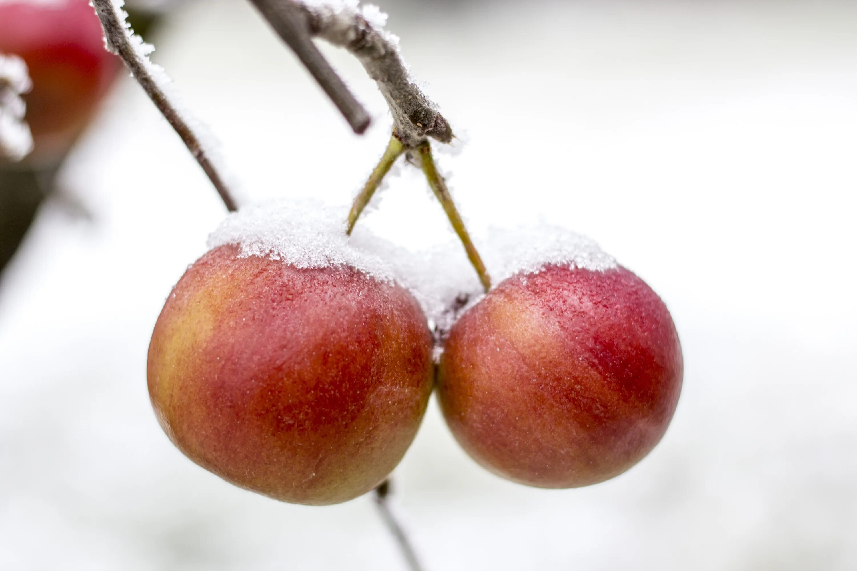 Freezing fruits. Зимние яблоки. Морозное яблоко. Зимняя яблоня. Яблоки на зиму.