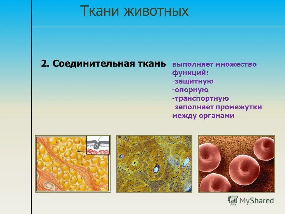 5 основных тканей животных. Соединительная ткань растений. соединительная ткань многоклеточных животных. ткани животных эпителиальная и соединительная. функции соединительной ткани животных.