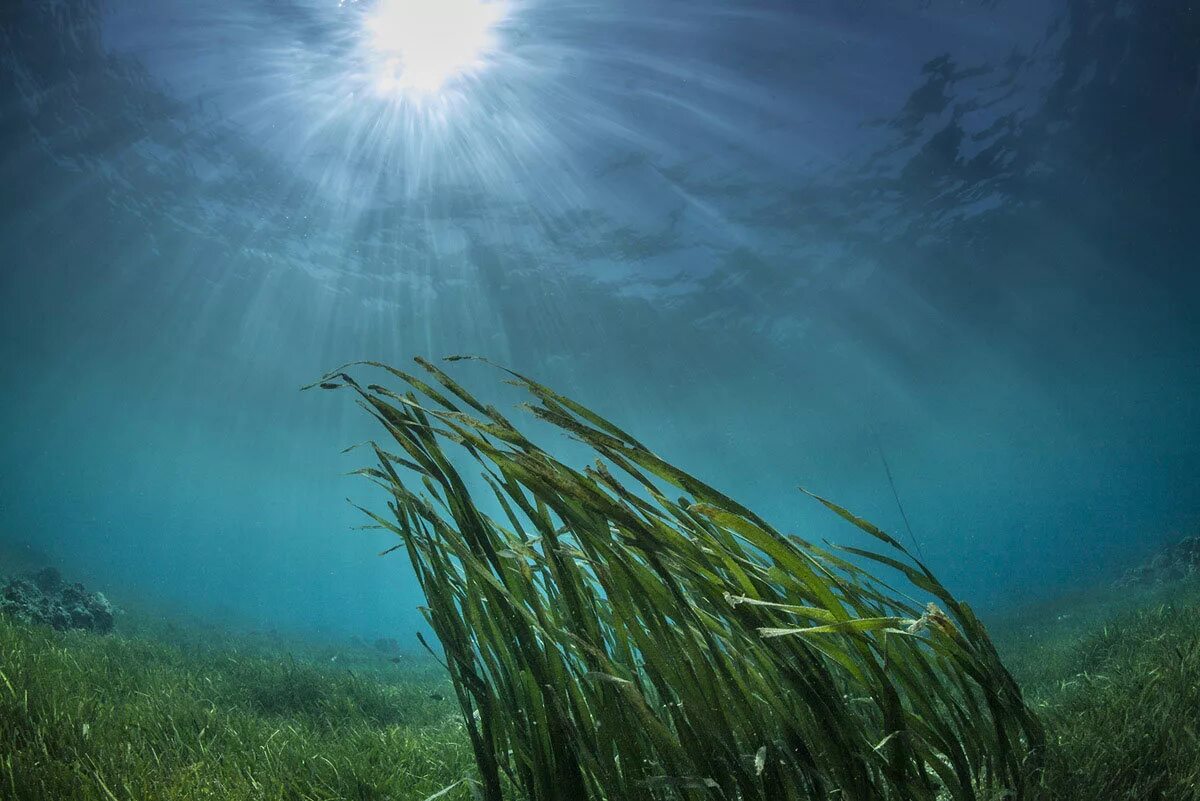 Водоросли и свет. Сине-зеленые водоросли Каспийского моря. Диатомовые водоросли Каспийского моря. Речное дно. Водоросли под водой.