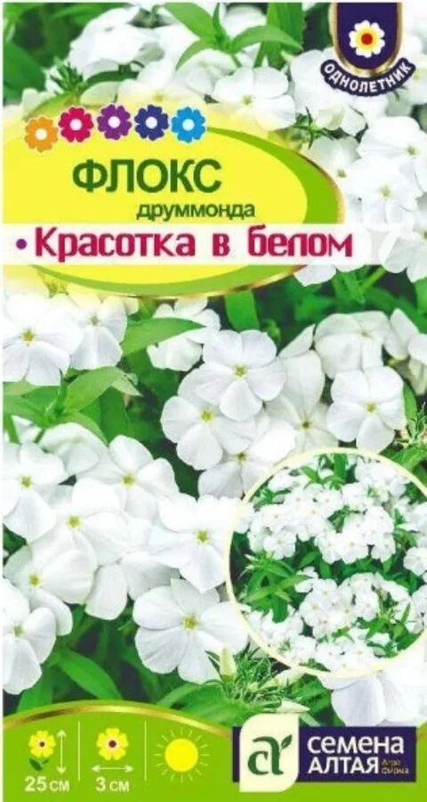 Семена флокс красивый гном. Флокс друммонда белое море. Флокс Друмонде. Флокс друммонда белый. Флокс друммонда красотка в белом.