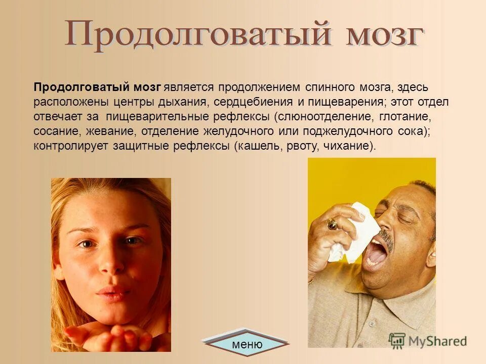 в продолговатом мозге расположены центры. защитный центр продолговатого мозга. какой мозг отвечает за чихание.