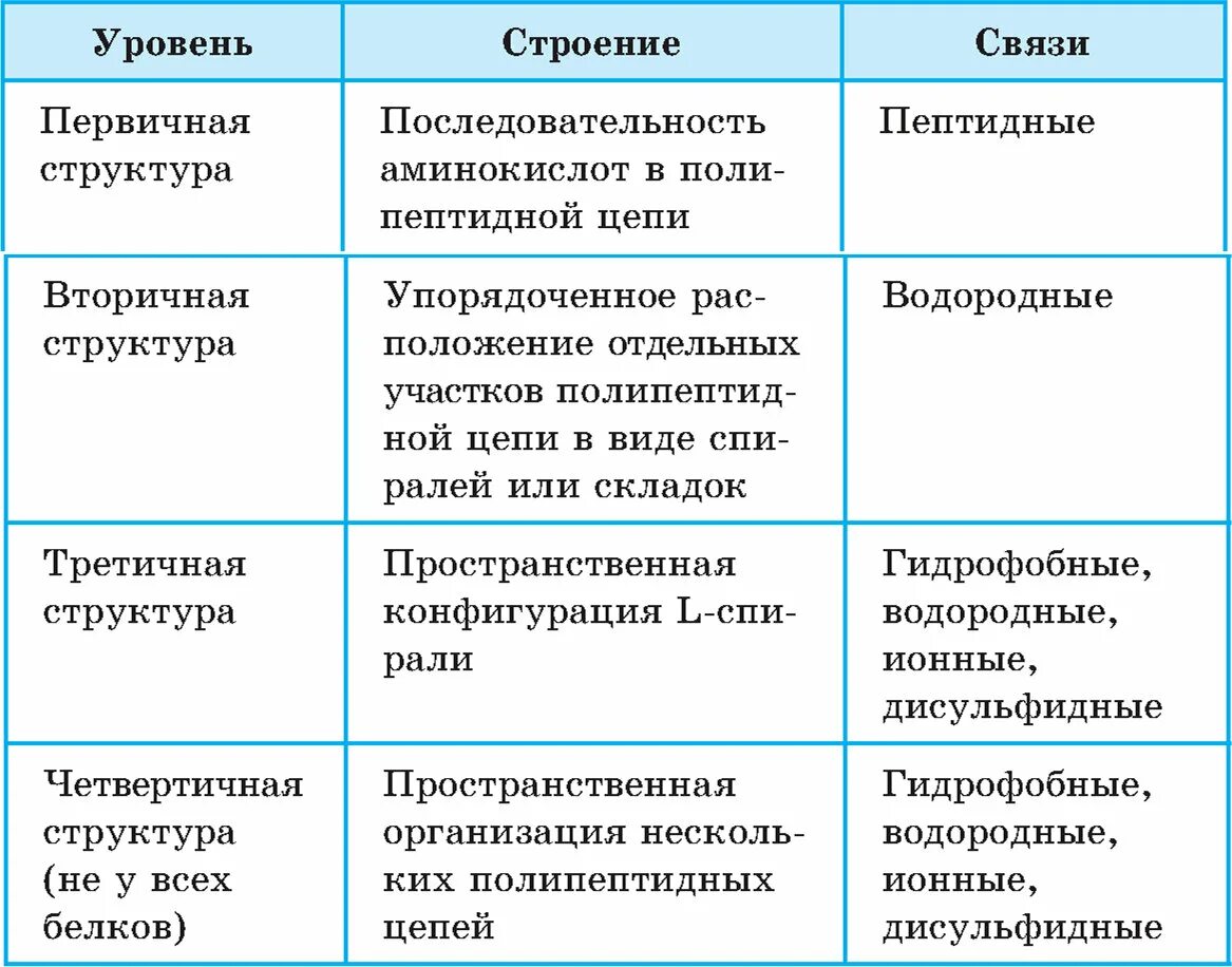 Функции биологических молекул. Характеристика уровней структуры организации белковой молекулы. Уровни организации белка таблица. Уровни организации белковой молекулы таблица. Структура и характеристика белков таблица.