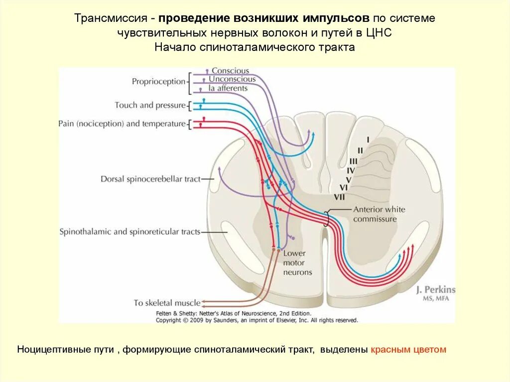 Спинно таламический путь. Спиноталамический тракт спинного мозга. Спиноталамический тракт схема. Схема спинно-таламического пути. Спиноталамический путь схема.