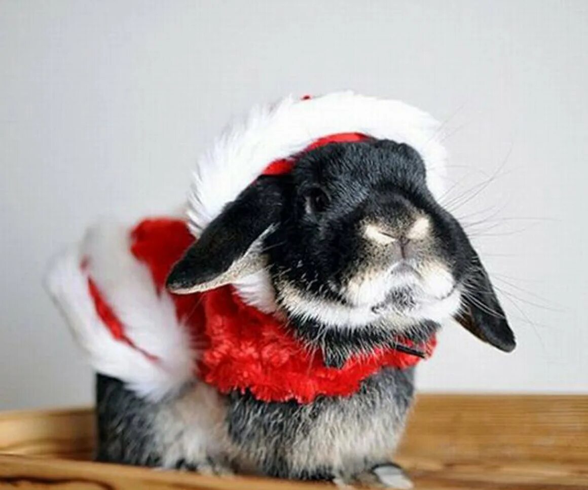 Новогодний кролик. Кролик новый год. Новогодний заяц. Рождественский кролик. Фото символов года