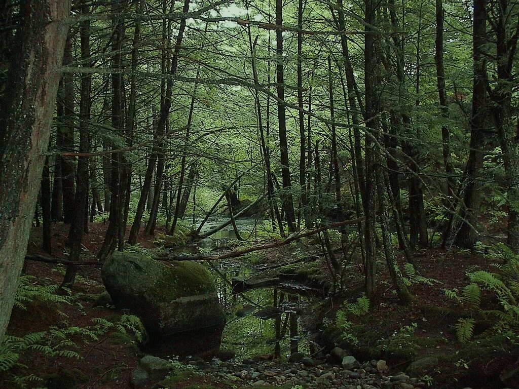 непроходимая чаща леса. шварцвальд тропа. непроходимая чаща леса. труднопроходимый хвойный лес. непроходимый лес.