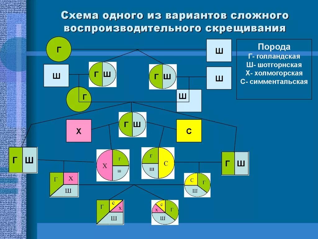 Воспроизводительное заводское скрещивание схема. Схема сложного воспроизводительного скрещивания. Схема простого воспроизводительного скрещивания. Схема поглотительного скрещивания. Скрещивание в palworld