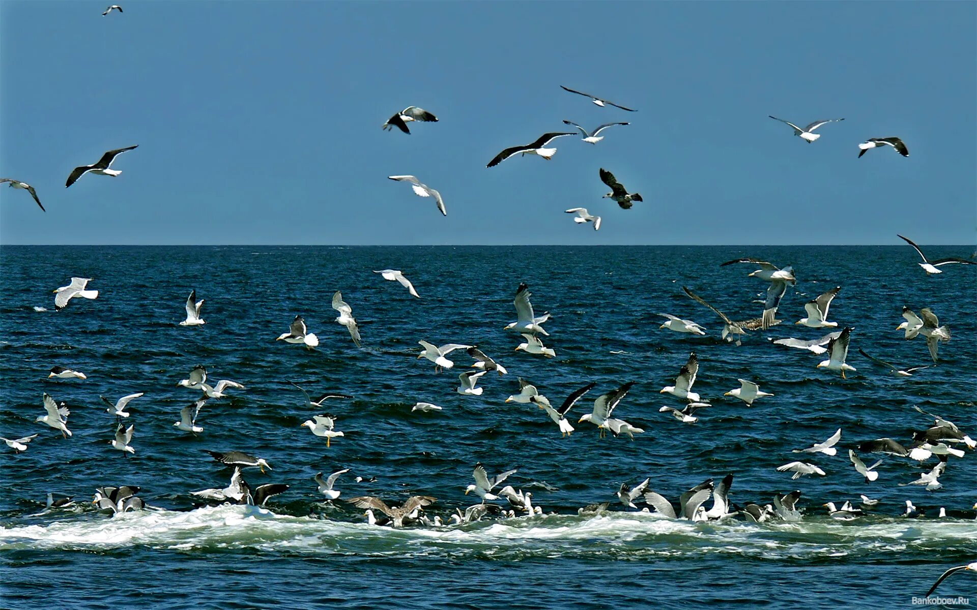 Море вернулось говором чаек. Водоплавающие птицы балтийского моря. море, чайки. птица в океане. птицы над морем.