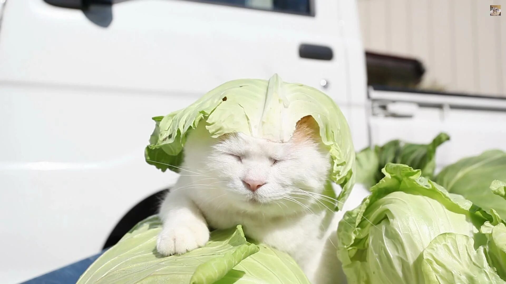 Капуста животное. Кошка капуста. кот с капустным листом. котик в капусте. кот с капустным листом на голове.