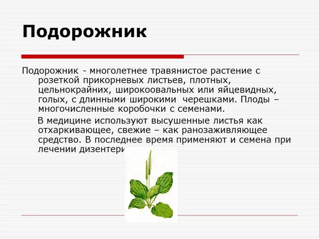 Текст про подорожник. Подорожник лекарственное растение. Рассказ о подорожнике. Подорожник сведения о растении. Подорожник описание растения.