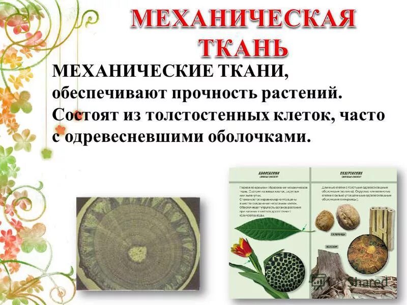 ткани растений механическая ткань строение. обеспечивает механическую прочность растений. механические ткани древесные и лубяные волокна. обеспечивает механическую прочность растений. обеспечивает механическую прочность растений.