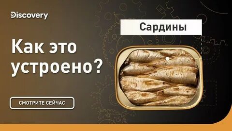 Discovery как устроен