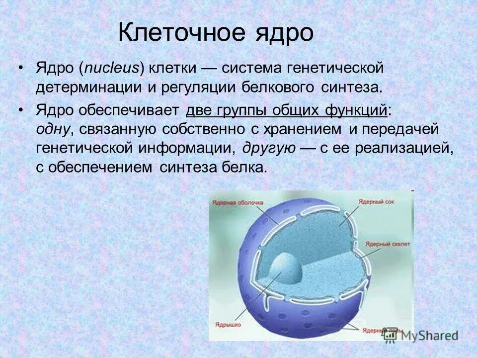 тельце в ядре клетки передающие наследственные