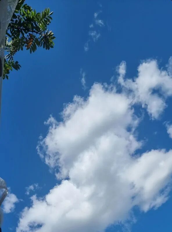 ветер мультяшный. небесный замок. одуванчик небо. картина небо. чудных воздух полон неги.