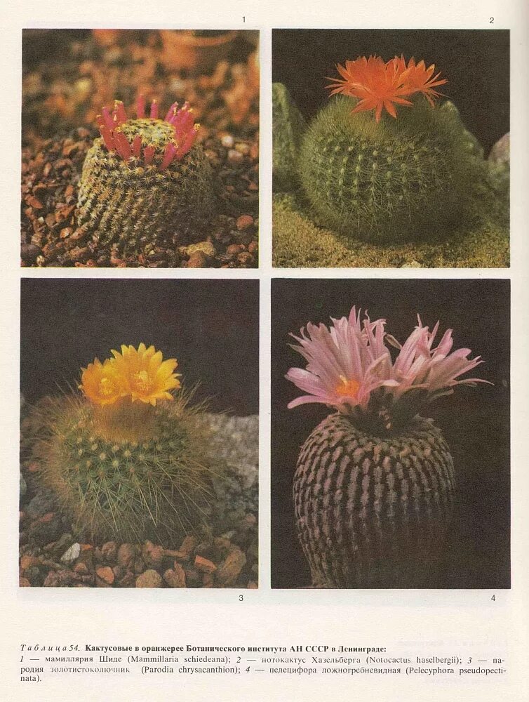 Кактусовые семейство сообщение. Нотокактус семейство. Кактусовые Cactaceae. Род Нотокактус кактусы. Ареал семейства кактусовых (Cactaceae.