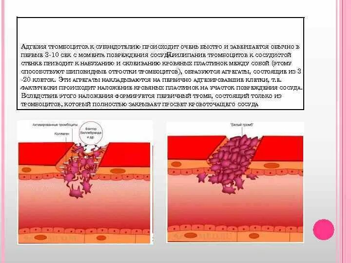 Адгезия тромбоцитов к сосудистой стенке. Когезионная и адгезионная адгезия разрушения. Адгезионный слой. Адгезия покрытия.