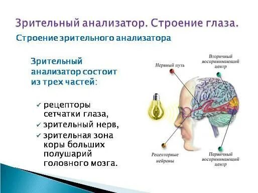 Поступившая в зрительный анализатор информация обрабатывается. Поступившая в зрительный анализатор информация обрабатывается