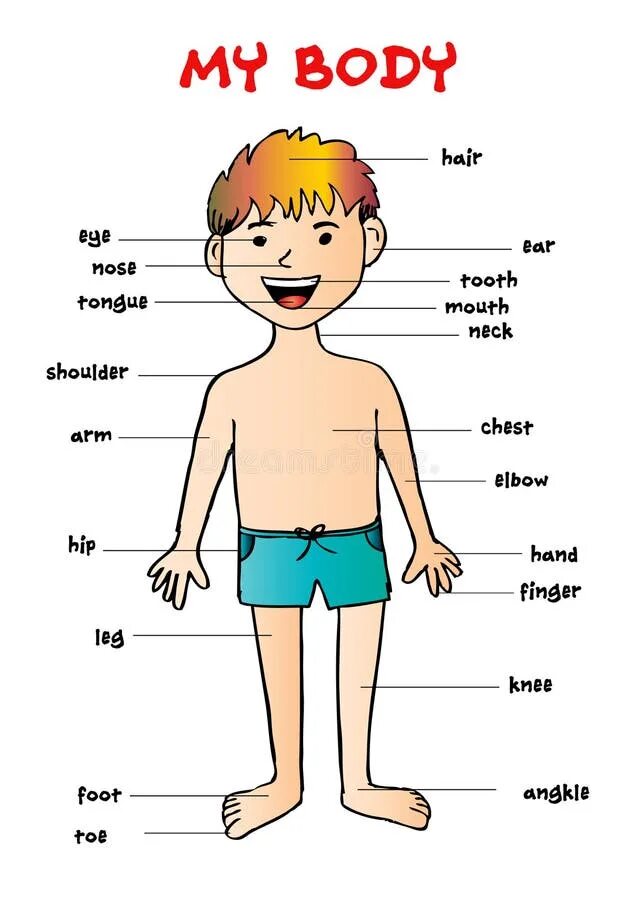 This is my body. Body Parts картинка. Body Parts for Kids. Name the Parts of the body ответы. Parts of the body presentation.